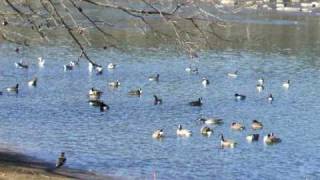 Geese having fun!