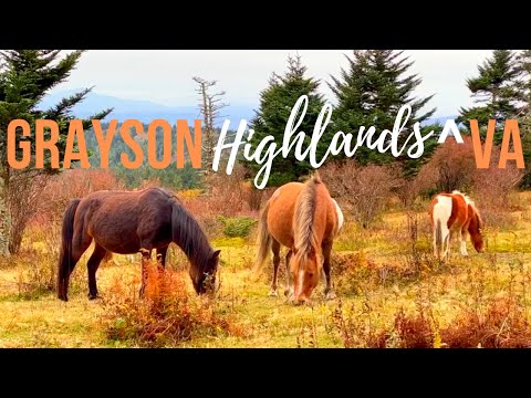 Backpacking with the Wild Ponies of VA's Grayson HIghlands