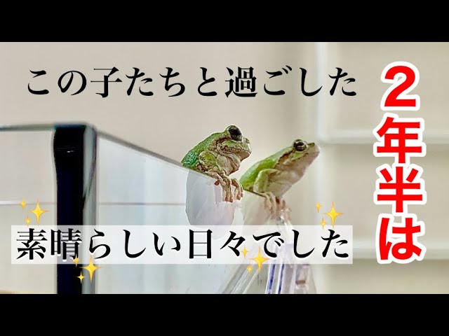 SUB｜148 2匹のアマガエルを飼育した2年半を振り返る - YouTube
