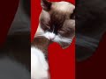 ウルトラニャン ฅ&bull;&omega;&bull;ฅ