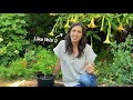 How and when to transplant weed plants | Leafly Homegrow Series