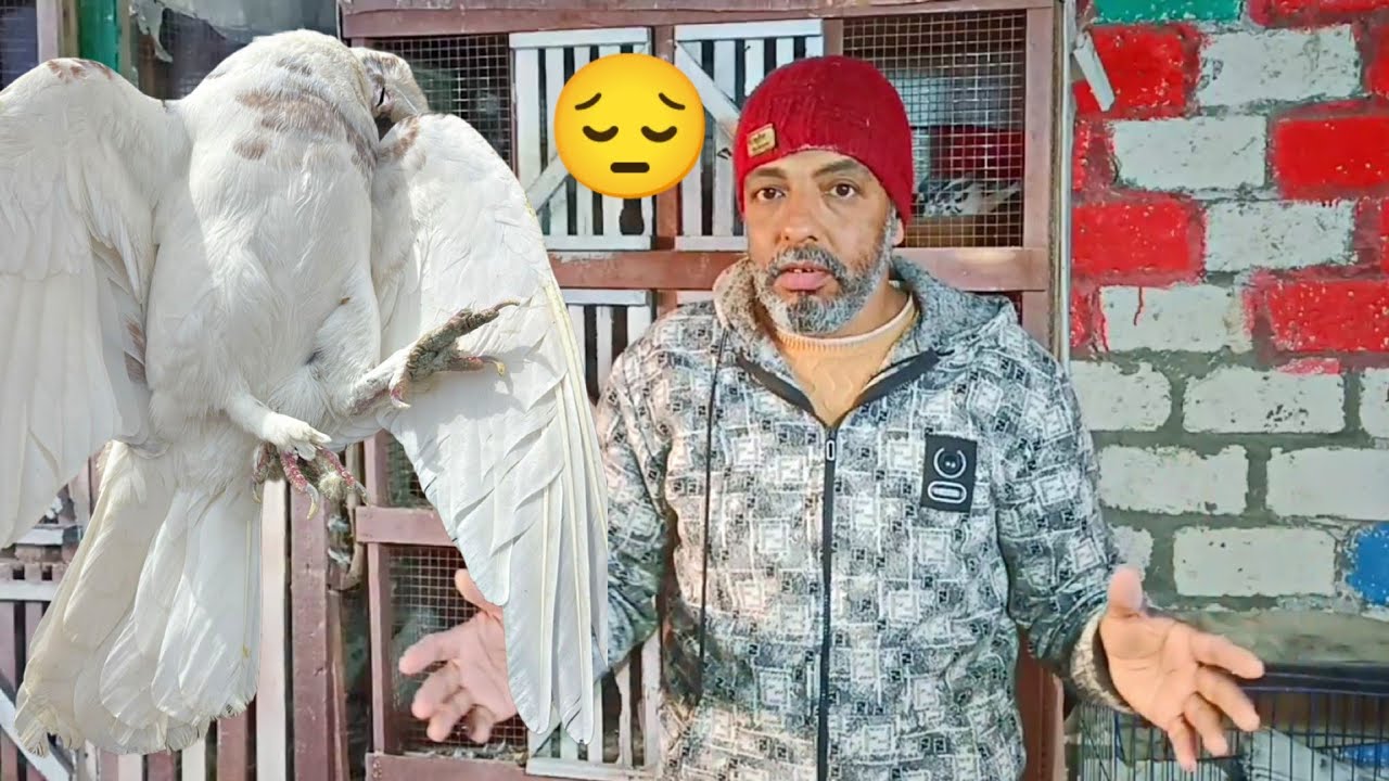 شوف الحمام حصلوا اية ☝️