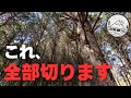 山の木、全部切ります！ビフォーアフターで見る劇的変化！