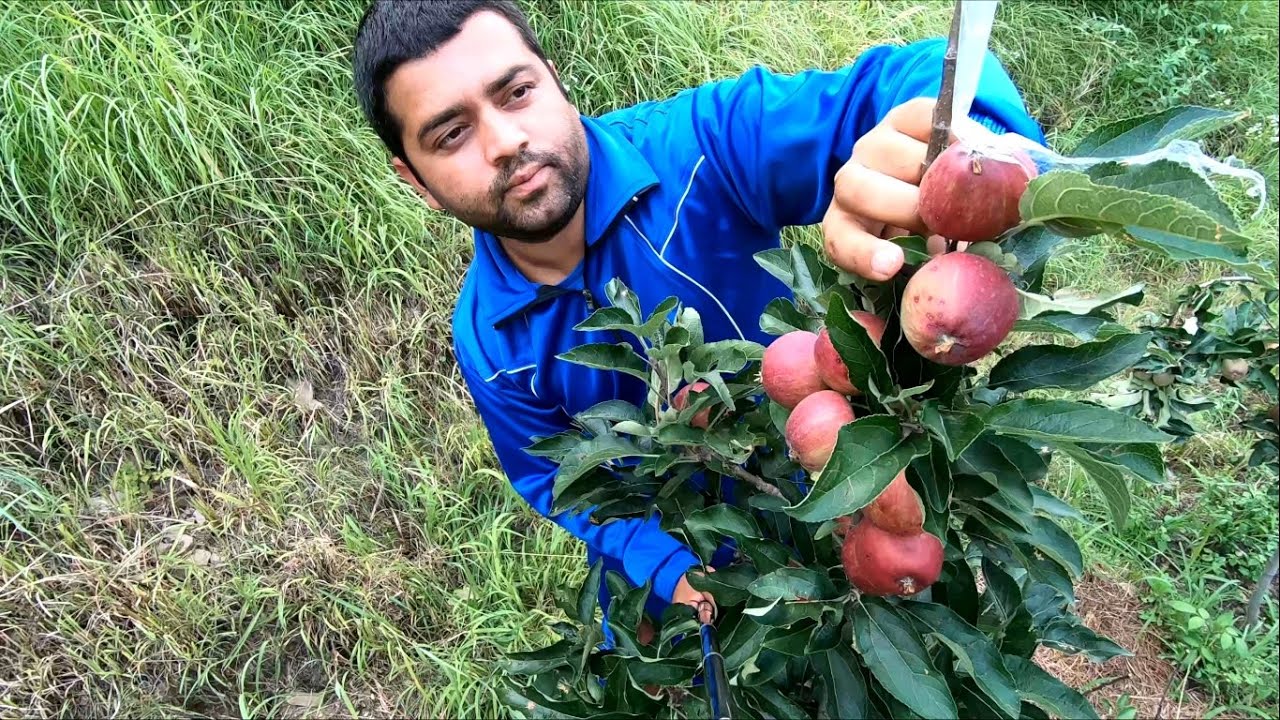 San Jose Scale in Apple Tree - Himachal Pradesh