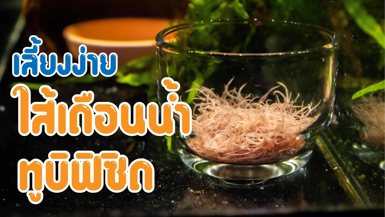 เลี้ยงใส้เดือนน้ำทูบิฟิซิด ไม่ใช้ดิน #ใส้เดือนน้ำ #อาหารปลา