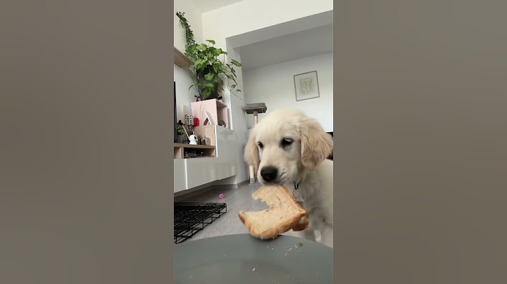 Câinele meu face un trend de pe TikTok
