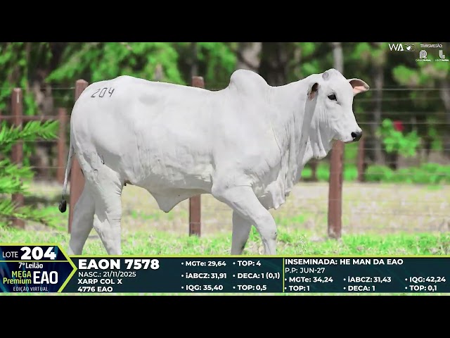 LOTE 204