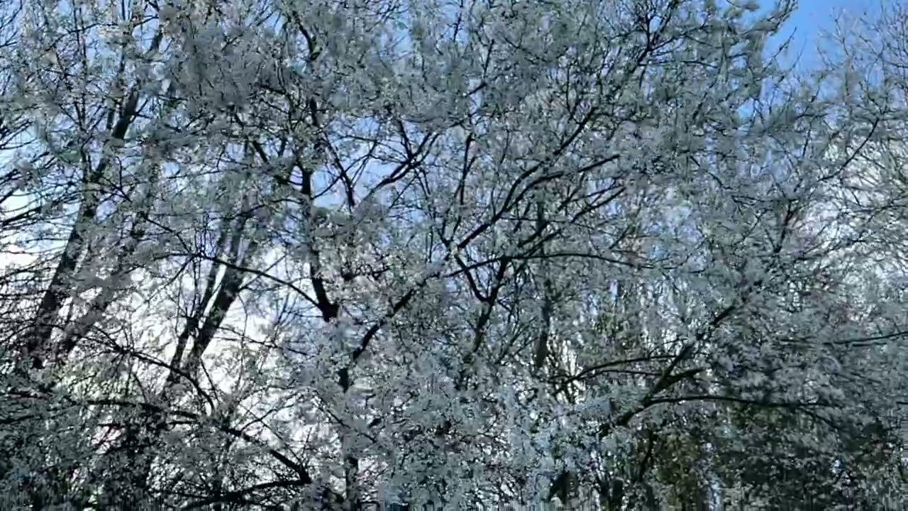 Guarda Freya - Earth Tree Healing su YouTube Guarda Freya - Earth Tree Healing su YouTube