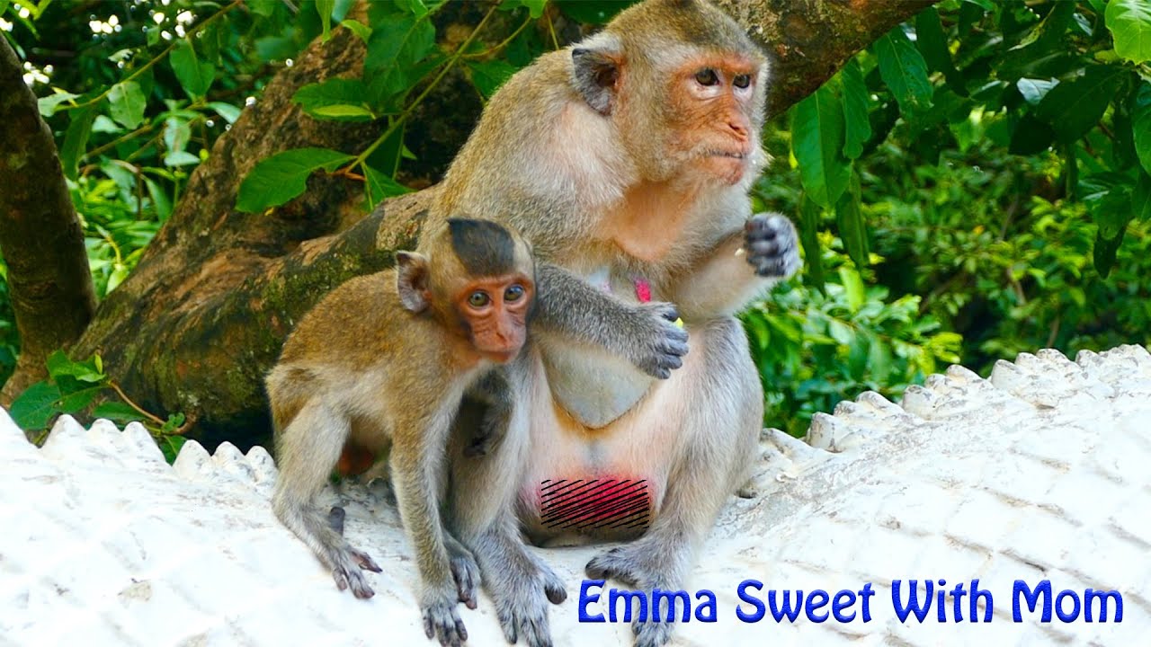 Awesome Emma...Now Mama Monkey Emila Comforting Emma For Weaning Milk