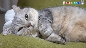 でぶ猫 Youtube