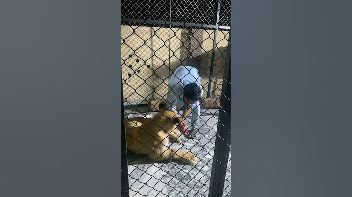 (((😱😱😱)))#lion #animals #pet #beautiful #love #wildlife #