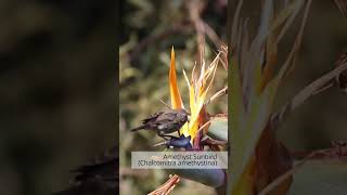 Amethyst Sunbird Feeding on Flower Nectar | Stunning Close-Up
