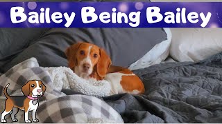 Why You Shouldn't Make The Bed With A Beagle - Bailey Being Bailey by Bailey The Beagle 860 views 1 year ago 3 minutes, 26 seconds