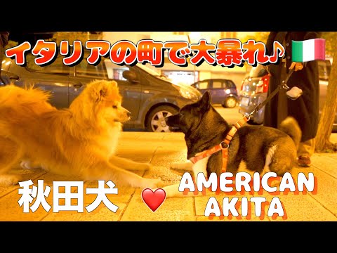 What happens when an Akita dog and an American Akita dog meet in town!