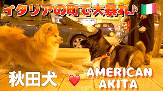 What happens when an Akita dog and an American Akita dog meet in town!