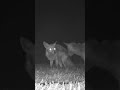 #Shorts - What A Smelly Fox! #talltreesnaturereserve #wildlife #fox #foxes #nature #animals
