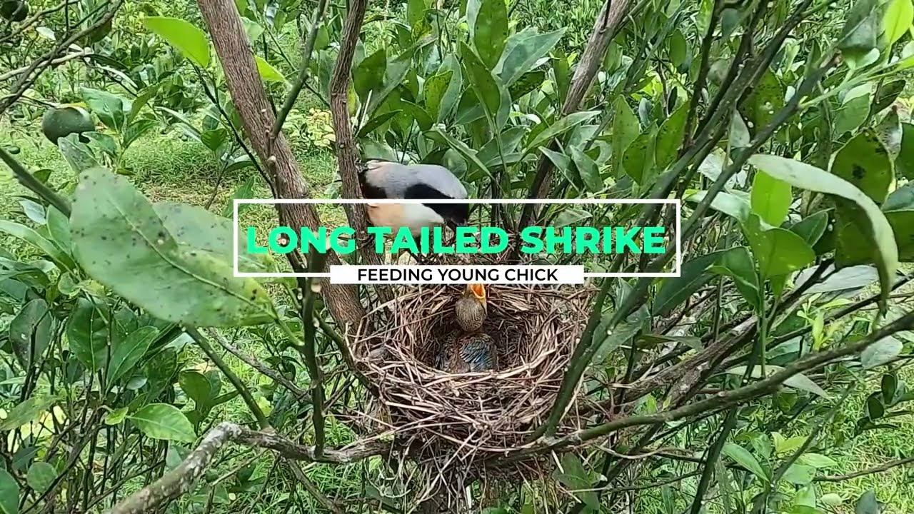 Bentet Kelabu Memberi Makan Anak Disarang - LONG TAILED SHRIKE
