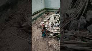 ఇవి నా మాట వినడం లే 😃 #village #hens #fanny #shorts