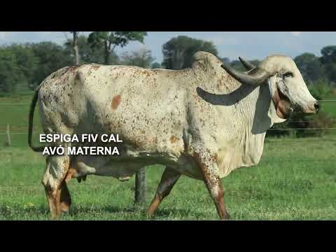 LOTE 79 – 5443CM VIENA FIV CAL