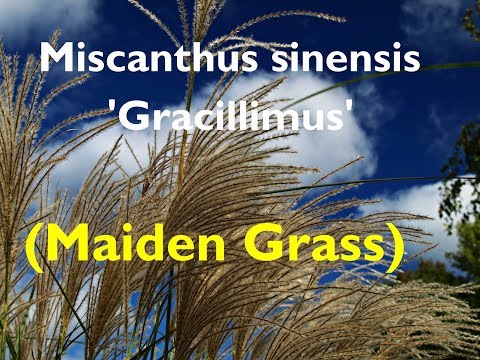 Video: Maiden Grass 'Gracilimus' priežiūra: sužinokite, kaip auginti gracilimus mergelę