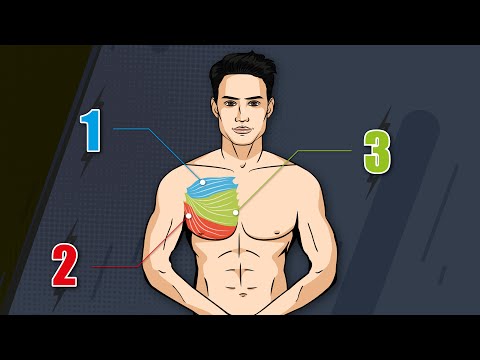 Vidéo: Comment Entraîner Vos Muscles Pectoraux