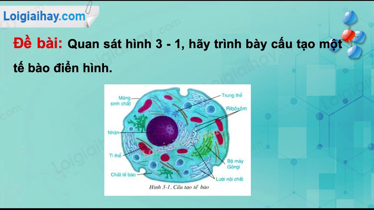 Vẽ và chú thích các thành phần của té bào nhân sơ và tế bào nhân thựcVẽ  chi tiết nhéT 2 đáp án đúng đầu tiên  Olm