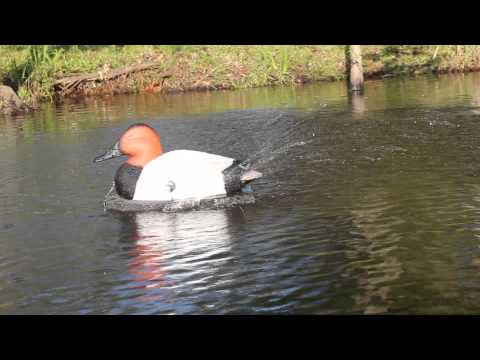 CANVASBACK - RANDOM TIMER