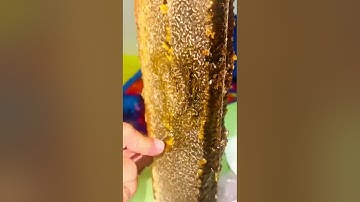 ما تيسر من سورة -النحل- برواية ورش عن نافع