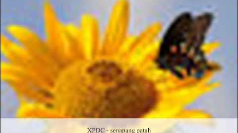 XPDC - Senapang Patah