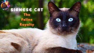 Siamese Cat 101|Discovering the Charm of Siamese Cats|Siamese