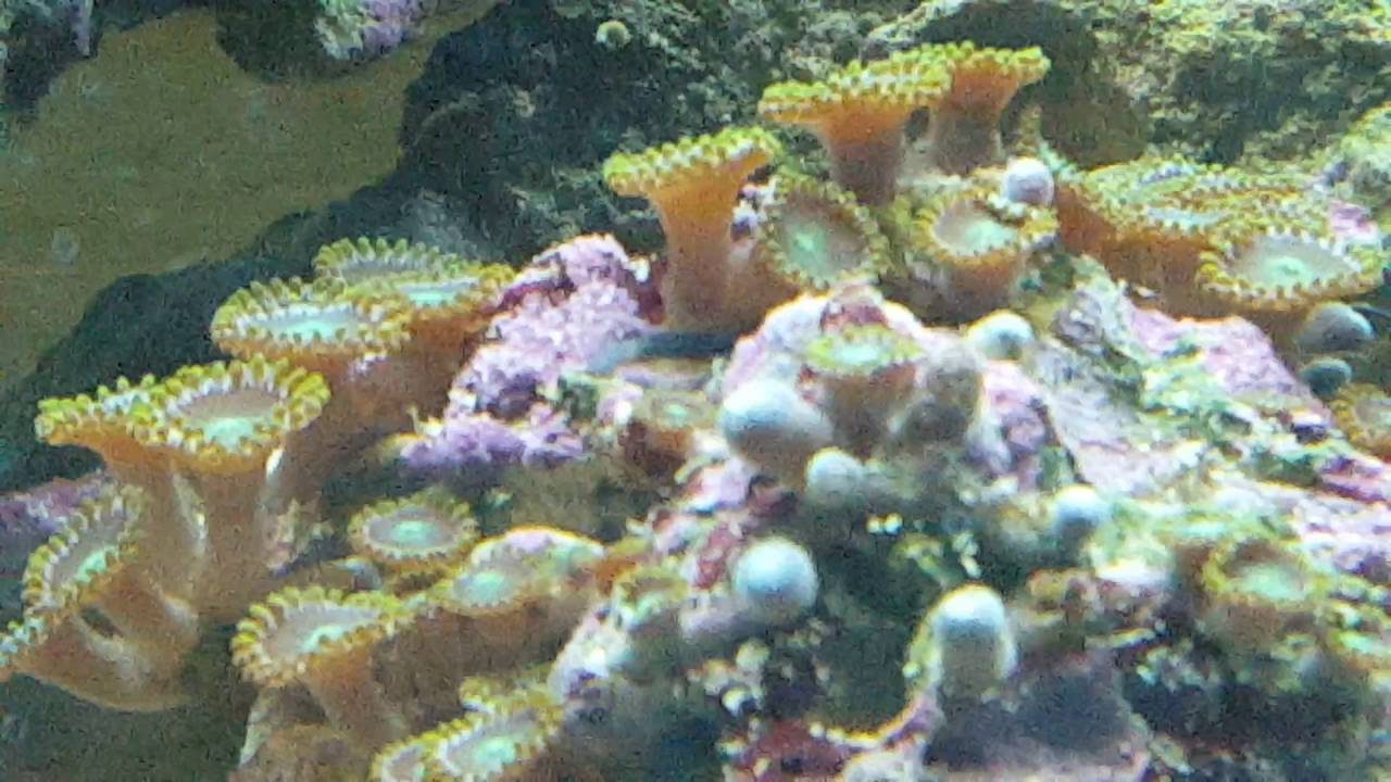 Please tell me this isn't a bobbit worm