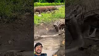 🐉 कोमोडो ड्रैगन के काटने की ताकत देख कांप उठेंगे! 😱⚡#crocodile #wildlife