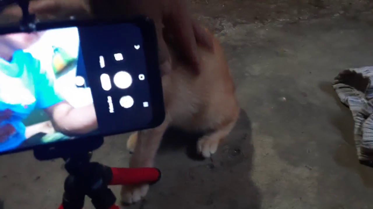 Cara Memperbaiki Kaki Tripod Mini Yg Lepas. 