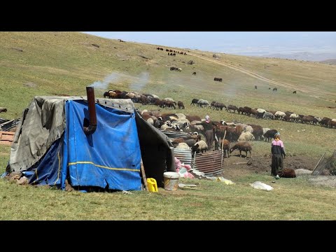 Ağrı yaylaları göçerleri ağırlıyor