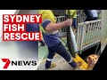 Yellowtail Kingfish stranded at a Balmain dry dock | 7NEWS