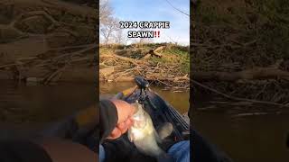 CRAPPIE UP SHALLOW, SPAWNING ON TIMBER‼️ #fishing #crappiefishing #barfly