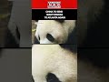 China To Send Giant Pandas To Atlanta Again #shorts #ytshorts
