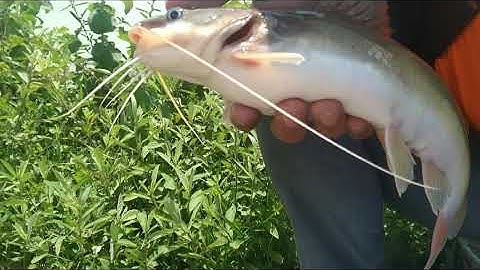 Câu  Cá lăng vàng Hồ Dầu Tiếng - nấu canh chua cực ngon!!!