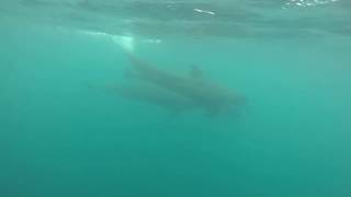 False Killer Whales off Newport Beach 3/5/19