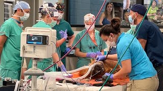 A Helping Hand for Hesty the Sumatran Orangutan