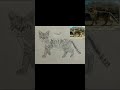 Drew a sand cat (Felis margarita) hope you like it and give me feedback ❤️ #animalart#animals#art