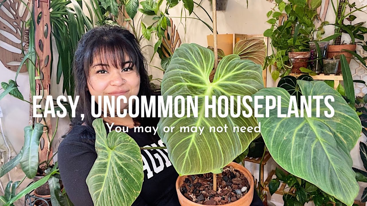 Top 7 Easy Uncommon Houseplants