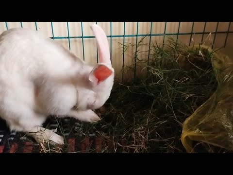 क्या आपका बनी भी अपने आप को ऐसे ही साफ करता है! Cute Misthi Cleaning Her Face 😍😘😙🥰!