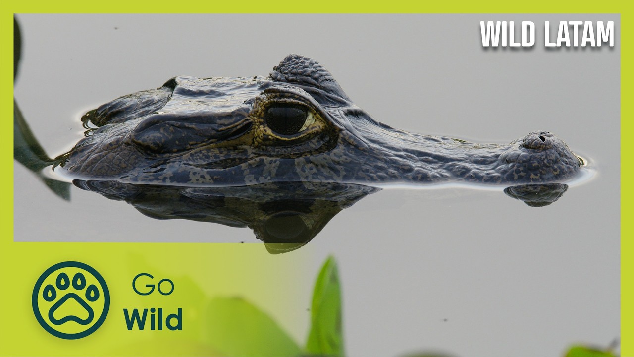 The Pantanal: Brazil
