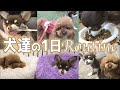 犬たちの1日☆トイプードルとチワワの子犬のルーティン