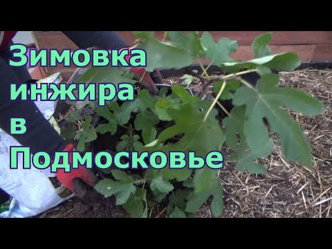 Зимовка инжира в Подмосковье. Как вырастить фиговое дерево (смоковницу) в условиях средней полосы.