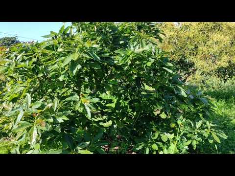 Video: Mi aguacate no florece: qué hacer cuando el árbol de aguacate no florece