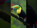 #short #birds #wildlifeentertainment #parrot #birds4k #amazonjungle #wildlife #colorfulbirds #amazon