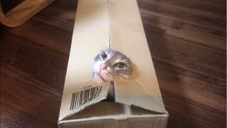 ダンボールから飛び出す猫 ノルウェージャンフォレストキャット Cats jumping out of cardboard