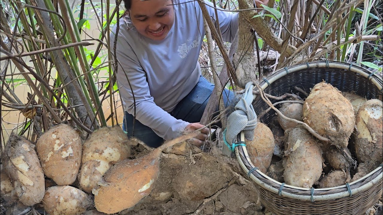 ตั้งแต่ขุดมันแซงมาพึ่งเคยเจอ!! หัวใหญ่ยังกะลูกฟักทอง หมานวันนี้เป็น 10 กว่ากิโลกรัม07ธ.ค2568